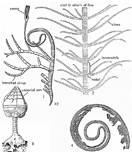 Figura 2.11 Clase Crinoidea. 1. Cabeza, tallo y cirros; 2. Partes del tallo; 3. Crinoide  completo; 4