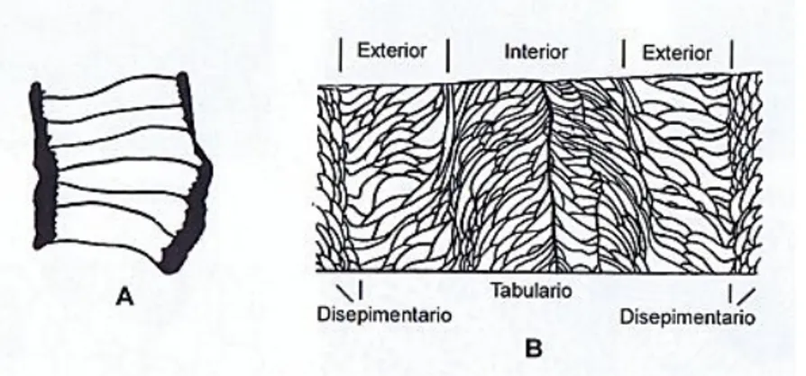 Figura 2.16 Elementos esqueléticos de los corales: A. Tábulas completas; B. Tábulas  incompletas con disepimentario (tomado de Moore &amp; Jeffords, 1956) 