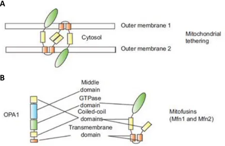 Figura 2. Proteínas de dinámica mitochondrial en mamíferos 3 . (A) Modelo de la primera etapa del  proceso  de  fusión  mitocondrial  mediado  por  la  interacción  del  dominio  “coiled  coil”  de  dos  mitofusinas  adyacentes  (“mitochondrial  tethering”