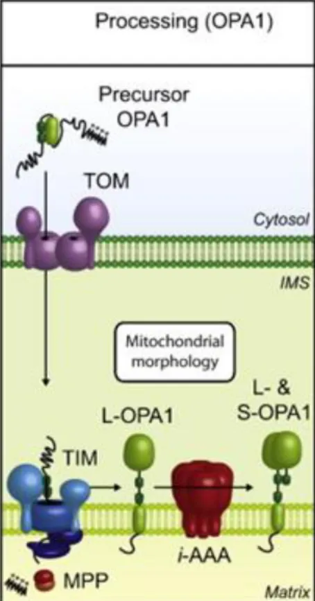 Figura  3.  Procesamiento  de  la  proteína  OPA1  regulado  por  la  actividad  de  las  proteasas  i-AAA  (Yme1L  y  OMA1) 11 