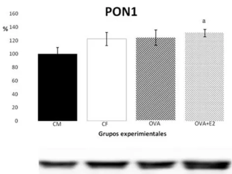 Figura 5: Efecto de las hormonas ováricas sobre los niveles de PON1 en suero (CM: ratas  macho control; CF: ratas hembra control; OVA: ratas ovariectomizadas; OVA+E2: ratas  ovariectomizadas tratatadas con 17β-estradiol)