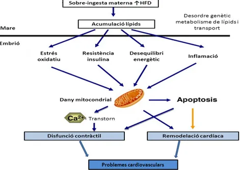 Fig.  10.  Efectes  de  una  HFD  durant  la  gestació  i  lactància  i  mecanismes  possiblement  involucrats  als  canvis cardiovasculars de la descendència