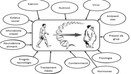 Fig.  4.  Els  factors  genètics  i  ambientals  seran  molt  importants  per  a  una  futura  pre-disponibilitat  a  presentar  obesitat;  ja  que  poden  provocar  canvis  que  alteren  el  DNA,  alterant  algunes  funcions  biològiques  i   augmentant  