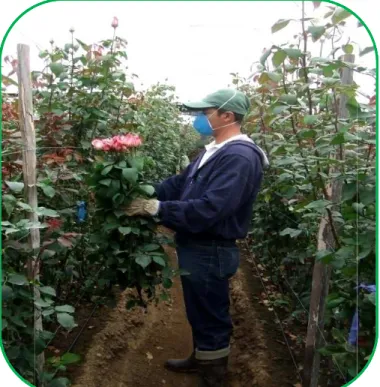 Figura 2. La floricultura bajo invernadero en la variedad &#34;Anna&#34;