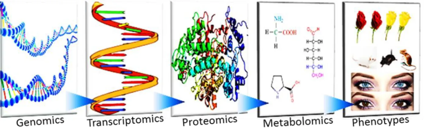 Figure 1: The OMICS Cascade. The metabolomics is complementary to transcriptomics and proteomics