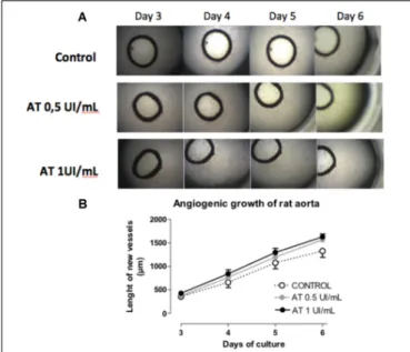 FIGURE 6 | Antithrombin activity on angiogenic growth of aortic rings.