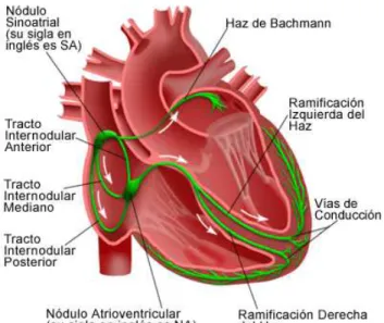 Figura 2. Sistema eléctrico del corazón. Diagrama del patrón de la actividad eléctrica del corazón con  cada latido