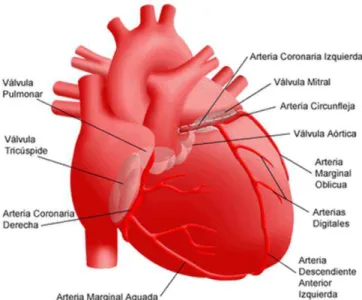 Figura 3. Irrigación coronaria del corazón. ( Tomado de http://www.rush.edu). 