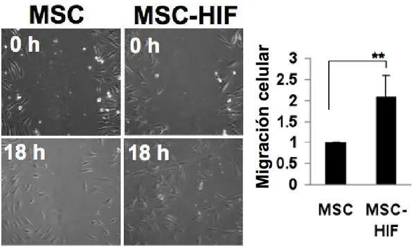 Figura  21.  Imágenes  fotográficas  de  microscopía  óptica  (200  aumentos)  del  ensayo  de  migración  celular con cultivos de MSC y MSC-HIF