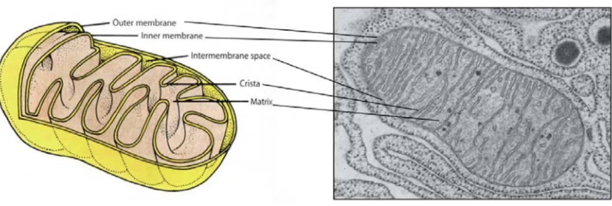 Figura 8: Esquema de la estructura mitocondrial, y mitocondria por microscopio electrónico   de  transmisión  (60.000X)