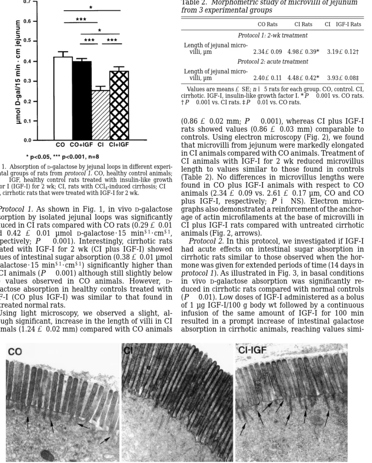 Fig. 1. Absorption of D -galactose by jejunal loops in different experi- experi-mental groups of rats from protocol 1