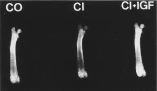 Fig. 2. Radiograph offemur from the three experi- experi-mental groups.