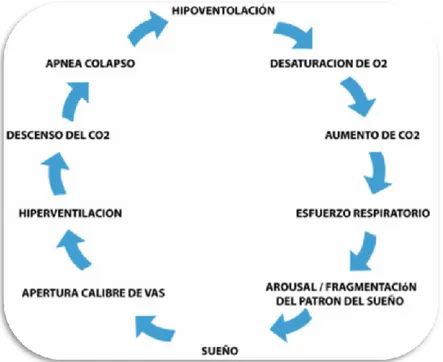 Ilustración 3: Ciclo apnéico (García Urbano, 2010) 