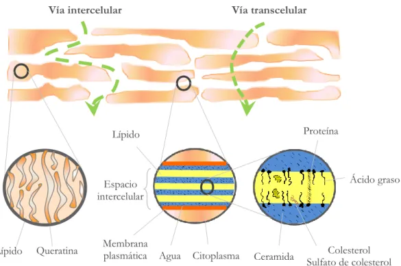 Figura 9. Vías de penetración intercelular y transcelular a través de la epidermis. 