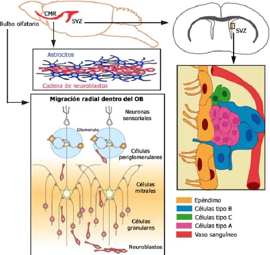 Fig.  13.  Neurogénesis  en  la  SVZ  del  cerebro  adulto.  Se  presenta  un  dibujo  esquemático  que  representa  una  vista  sagital  de  la  SVZ  y  la  CMR