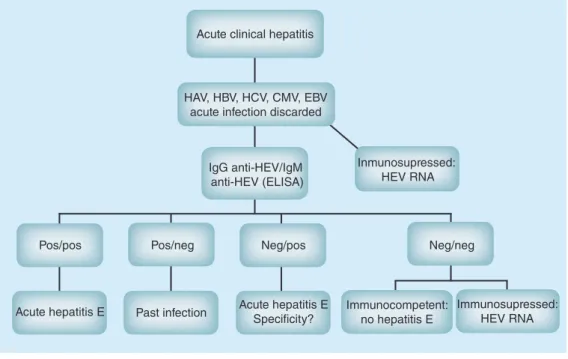 Figure 4. Proposed algorithm for the diagnosis of acute hepatitis E in low prevalence countries