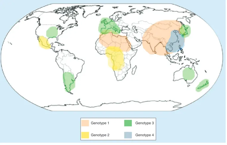 Figure 2. Geographic distribution of the hepatitis E virus genotypes affecting humans.