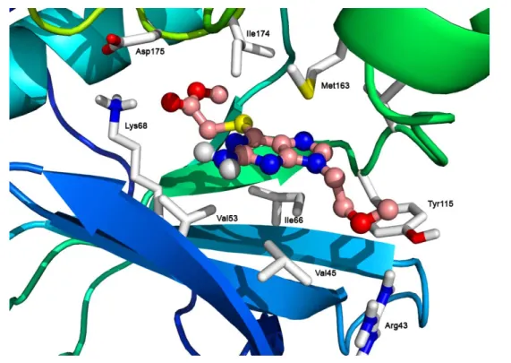 Figure 3. Predicted mode of binding of 15 (pink carbons) with key residues (white carbons) of  the ATP binding pocket inside CK2 (PDB code: 1DAW)