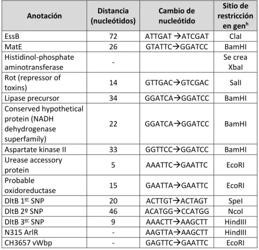 Tabla 3.4.: Sitios de restricción creados en los genes de las cepas restauradas. 