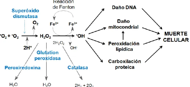 Figura 14. Mecanismos celulares del daño oxidativo que promueven la muerte celular. 