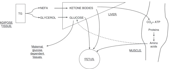 Figure 5.3 Schematic representation of maternal response to starvation during late pregnancy
