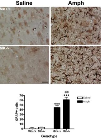 Fig.  3.  DAT  expression  after  amphetamine  administration  in  striatum  of  MK-/-  and  MK+/+  mice