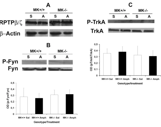 Fig. 5. Levels of phosphorylation of Fyn and TrkA in the striatum of MK-/- mice  after  amphetamine  administration