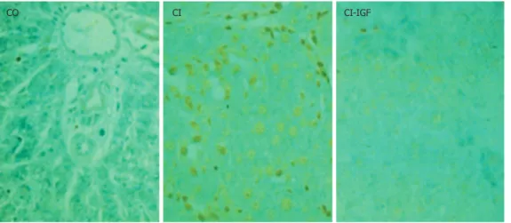 Figure 4  Complex V ATPase activity: ATPase activity was significantly reduced  in mitochondria from untreated cirrhotic rats (P < 0.05 vs CO group)