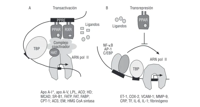 Figura 1. Mecanismos de señalización del receptor activado por proliferadores peroxisómicos tipo alfa (PPAR )