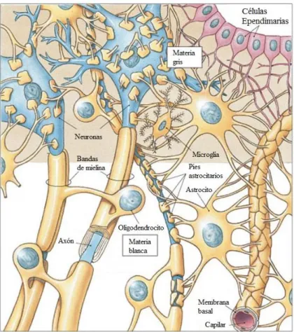 Figura 4. Dibujo de las células de la glía rodeando una neurona. (Adaptado de Marieb &amp; Hoehn,  2003)