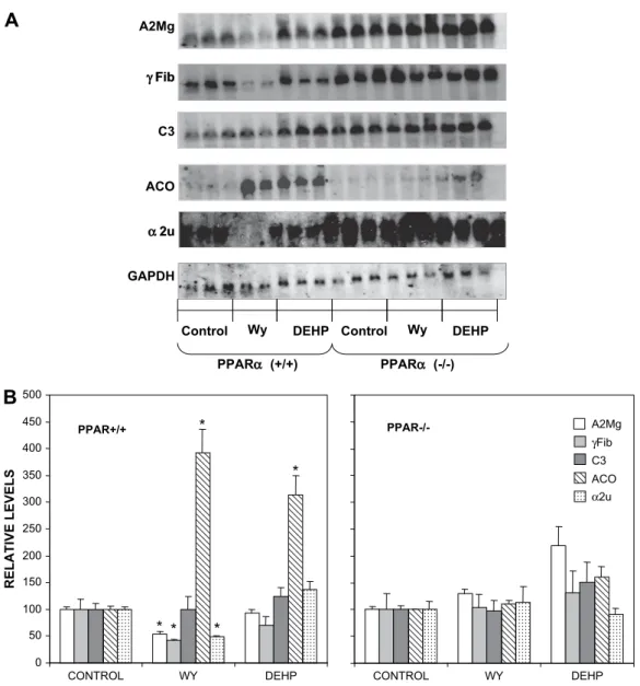 Fig. 2. Down-regulation of APR gene expression by WY is dependent on PPAR a . Wild-type SV129 mice (þ/þ) or SV129 mice that lack PPAR a (/) were fed a control diet (Control) or a diet containing WY (0.1%) or DEHP (0.6%) for 3 weeks