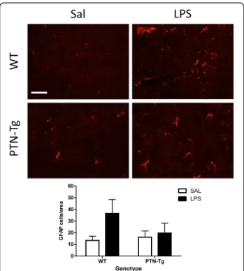 Fig. 4 LPS effects on astrocytosis in the striatum of WT and PTN-Tg mice. Photomicrographs are from GFAP-immunostained striatal sections of saline + saline (Sal)- or saline + LPS (LPS)-treated animals (n = 4 –5/group)