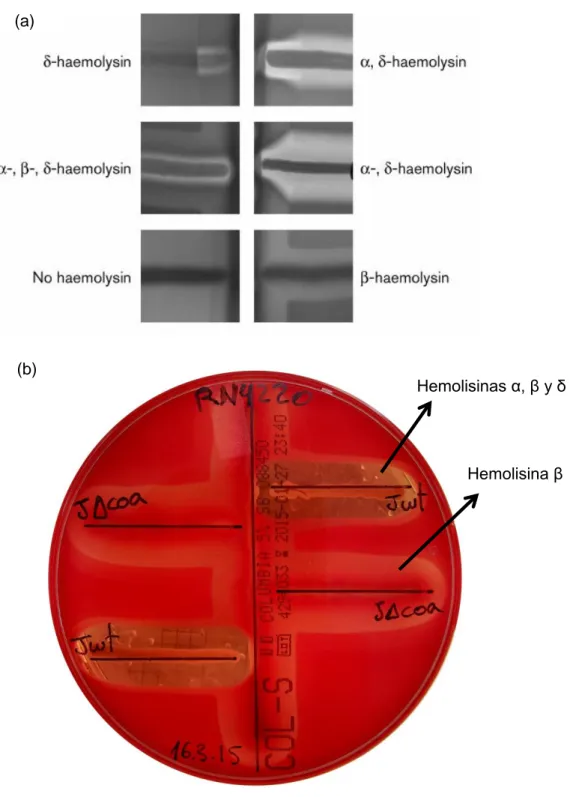 Figura  3.  a)  Tipos  de  hemólisis  producidas  por  las  diferentes  hemolisinas. Obtenido de Traber y col, 2008