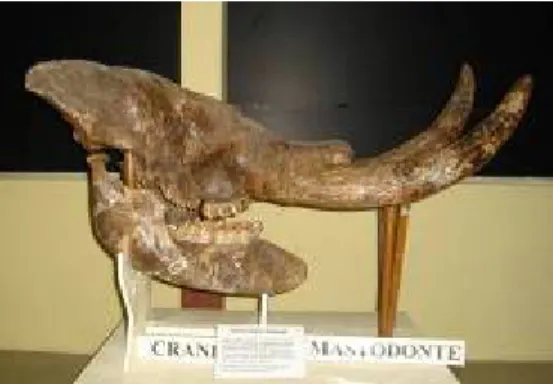Foto .-3 Cráneo de Stegomastodon waringi. Colección MECN 