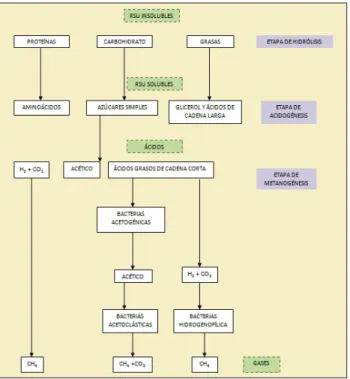 Figura 1.4. Etapas del proceso de biodegradación anaeróbica de los residuos sólidos. 