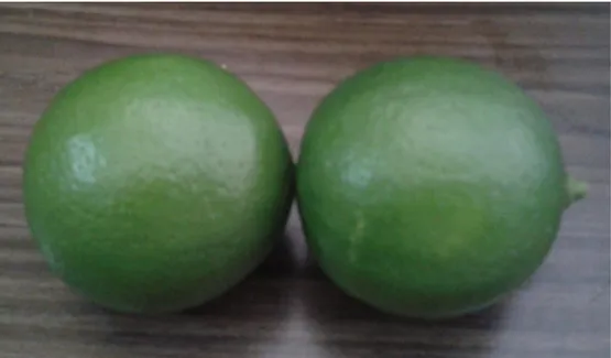 Figura 3. 1. Frutos del limón Persa o Tahití seleccionados para el estudio 