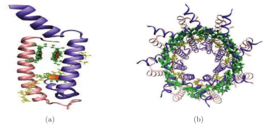 Figura 1.5: Estructura molecular del LHII: (a)Esctructura base que genera al anillo LH-II