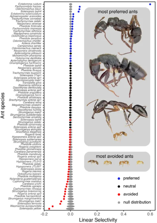 Figure 1. Linear selectivity values for 84 ant species. Preference categories of ant  species [prefered (blue), neutral (black) and avoided (red)] were established according  to a null model distribution (grey area)