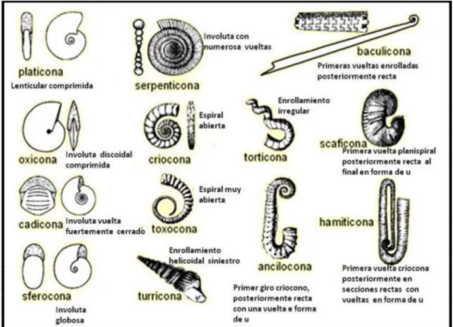 Figura  2.8 Morfología de enrollamiento de la concha en ammonites. (Tomado de  Westermann, en Rodríguez, 2010)