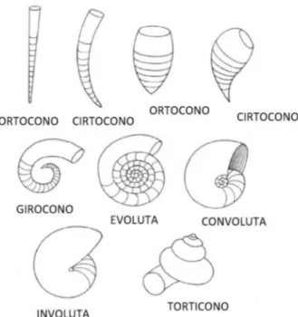 Figura  2.9 Algunos tipos de formas de las conchas. (Tomado de Moore et al., 1964). 