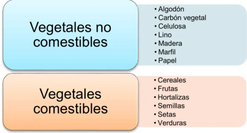 Figura 1 - Clasificación de los vegetales  