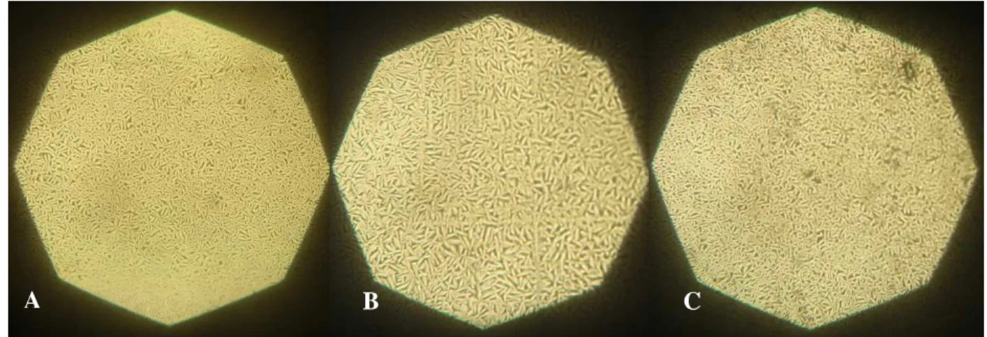 Fig. 2-8. Metallographic analysis of NiTi specimens, each one showing martensite structure at room  temperature