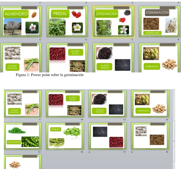 Figura 2: power point sobre la germinación 