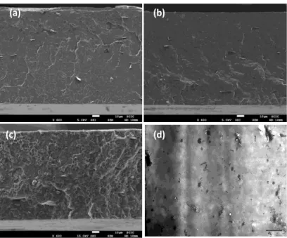 Figure 2. Micrograph of the neat PHBVs and its active nanocomposites obtained by melt mixing