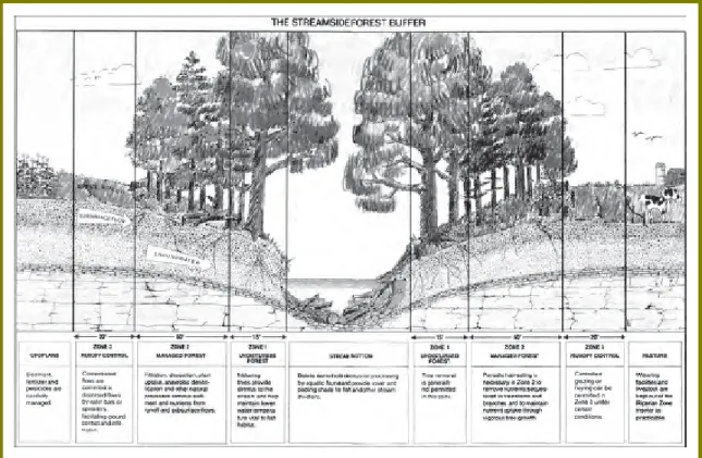 Fig. 14. Esquema del funcionamiento del un búffer vegetal en un bosque.   