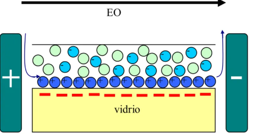 Figura 2 Figura 2 se observa una representación del flujo electroosmótico en una superficie  de vidrio en contacto con una solución buffer con iones positivos y negativos