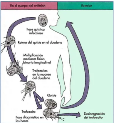 Tabla 2. Giardia Lamblia 