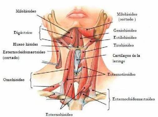 Figura 8. Músculos extrínsecos de la laringe 