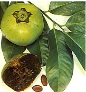 Fig. 2.  Fruto Zapote Negro