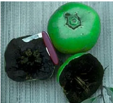Fig. 3.  Zapote Negro